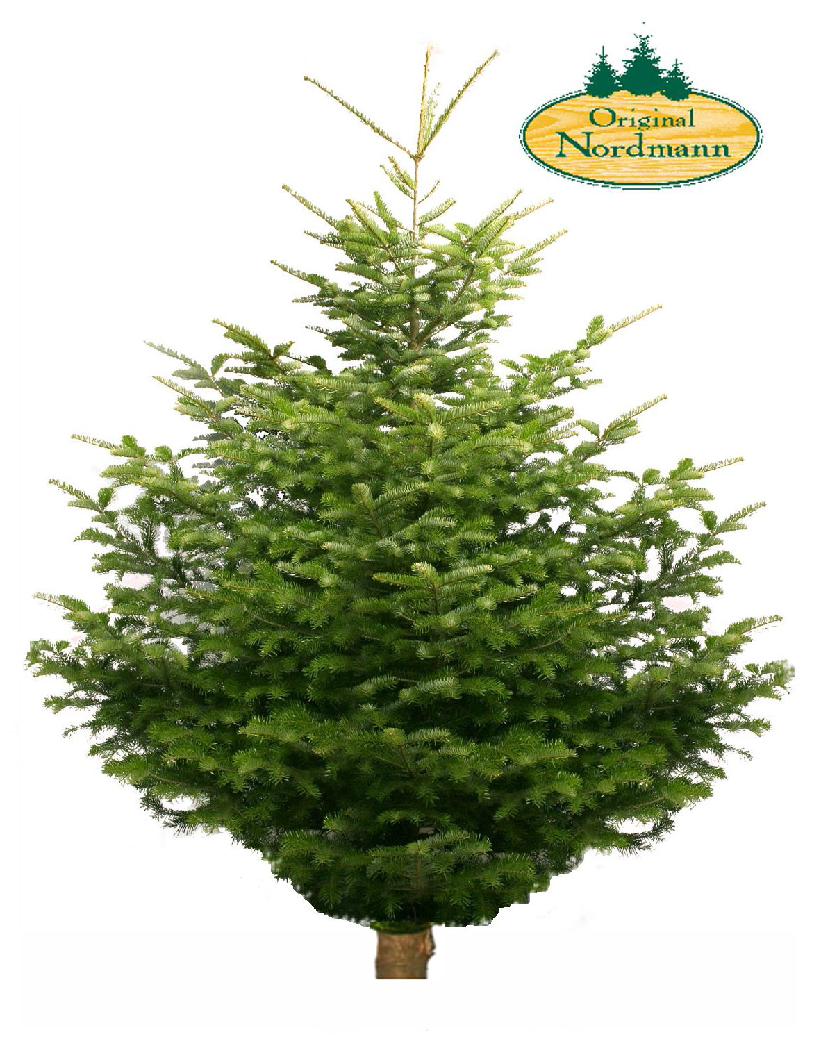 Luxe Nordmann Kerstboom