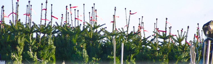 kerstboom-bekijken