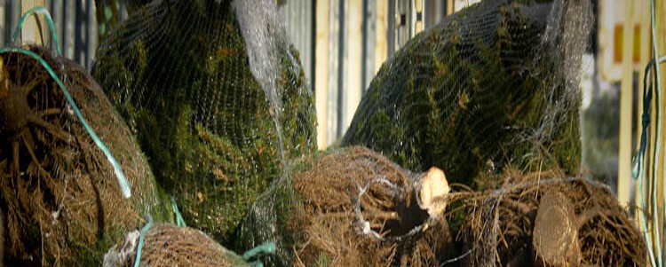 kerstboom-kopen