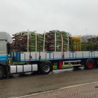 Kerstbomen Levering