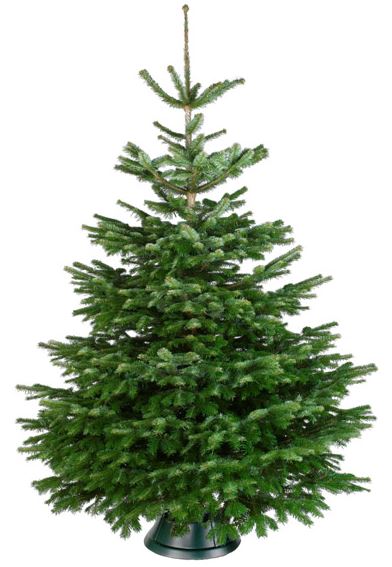 Afhankelijkheid Opknappen Kilimanjaro Kerstboom kopen? GRATIS bezorging bij Kerstboom.nl! - kerstboom.nl