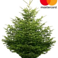 Luxe Nordmann Gezaagd 175 Cm Mastercard Actie