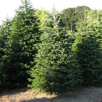 Luxe Nordmann Kerstbomen In Veld Mastercard Actie